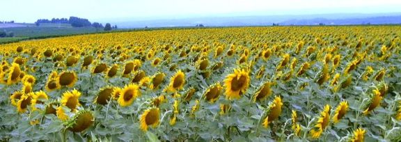 Sunflower field, Courtesy of Erin Silversmith, Wikimedia Commons